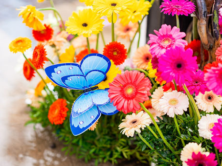 Invitație participare Târg Festival Florall Iași 3 - 5 Octombrie 2025 