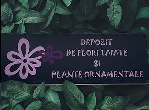 Depozit Iasi PETRONEL.jpg