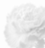 floare 4_edited_edited.jpg